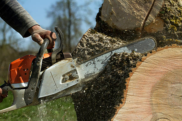 Best Large Tree Removal  in Steep Falls, ME